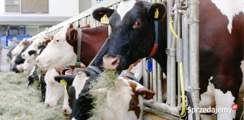 Byki ok 700 PŁATNOŚĆ Gotówką Kraków sprzedam