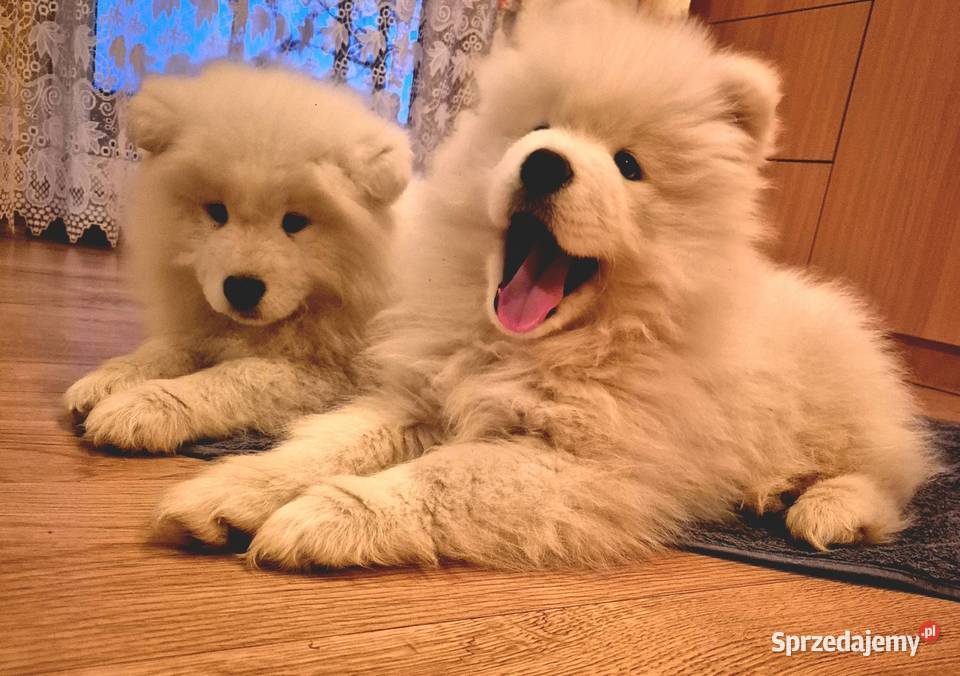 Samoyedsamojed Miechów