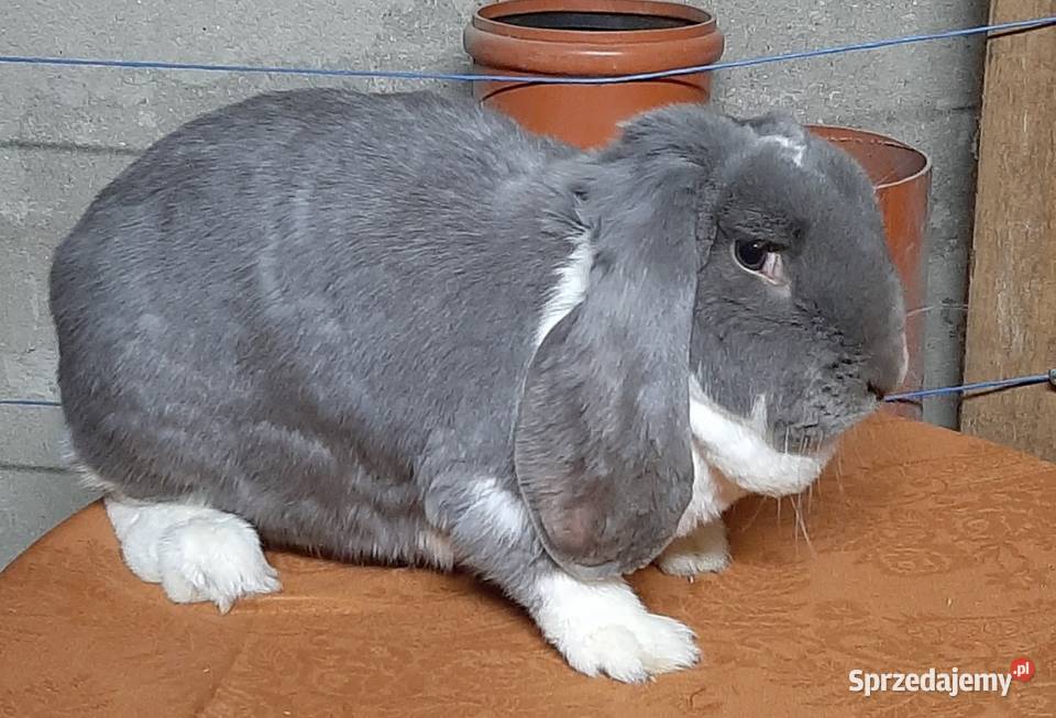 Samica baran francuski z młodymi lubelskie Turobin
