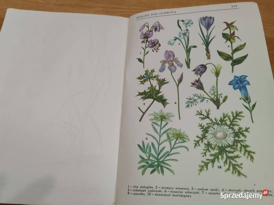 S TOŁPA BOTANIKA Szczecin sprzedam