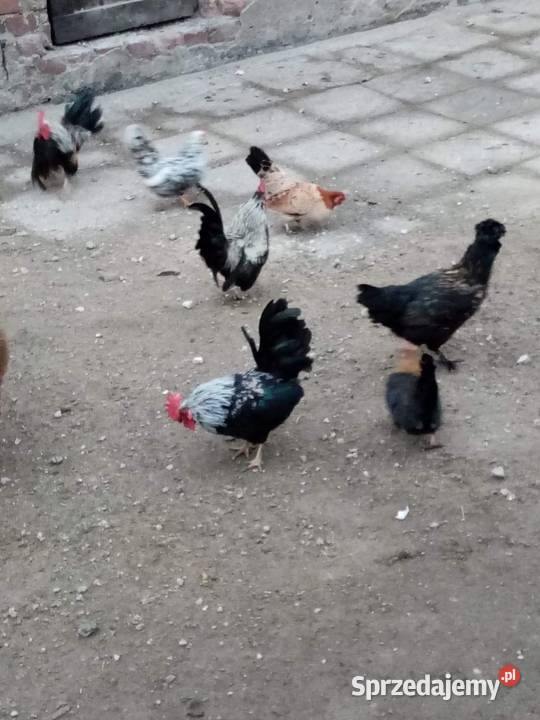 Kurki i kogutki Chabo sprzedaje parki