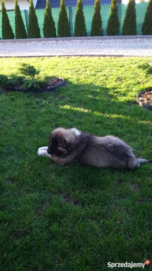 owczarek kaukaski suczka 10 tyg Trawniki