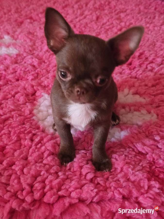 Chihuahua Czekoladowy Dexter