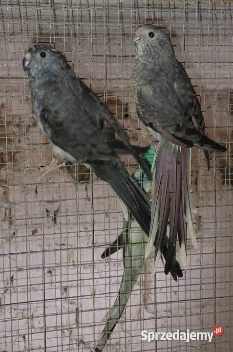 Papugi swiergoty Wodzisław Śląski