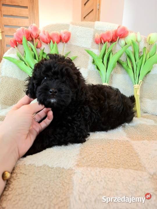 Shihpoo szczenięta szczenię Cavapoo Cocapoo Shih Tzu Krasne