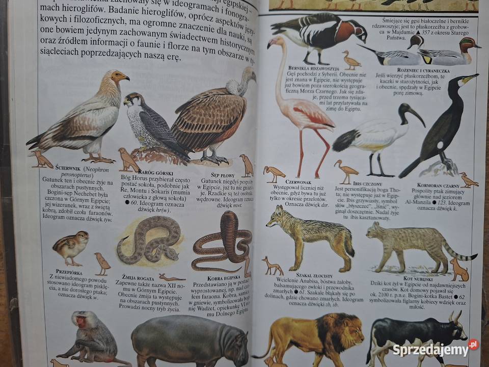 Egipt przewodnik Pascala Kraków