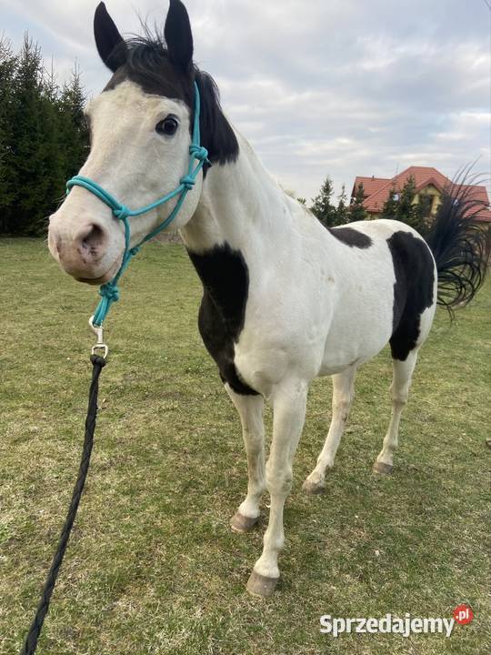 Stanówka Ogier APH Zamość