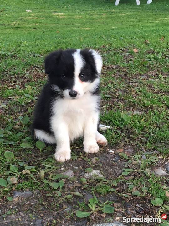 SUCZKI rasy Border Collie Namysłów