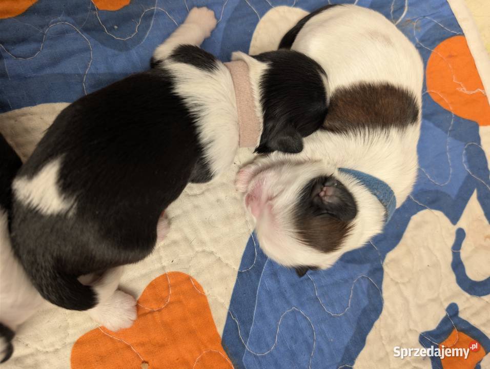 Szczenięta shih tzu z genem blue Zawiercie sprzedam