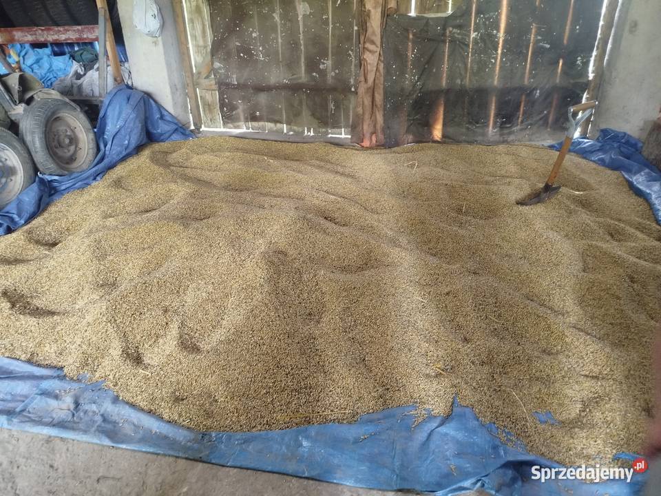 sprzedam owies małopolskie Szynwałd sprzedam