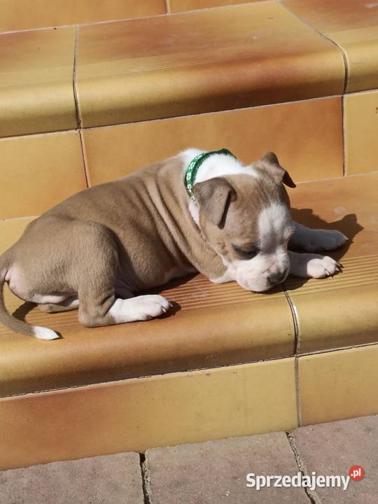 Szczenięta Amstaff american staffordshire