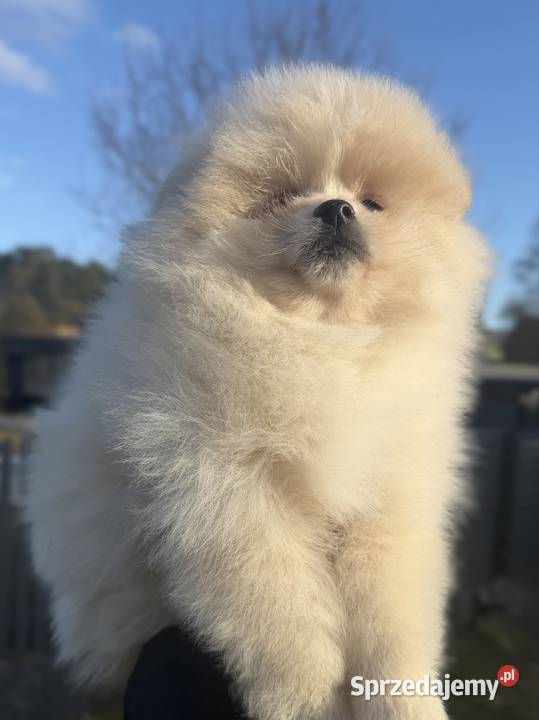 Szpic miniaturowy Pomeranian Gorzów Wielkopolski