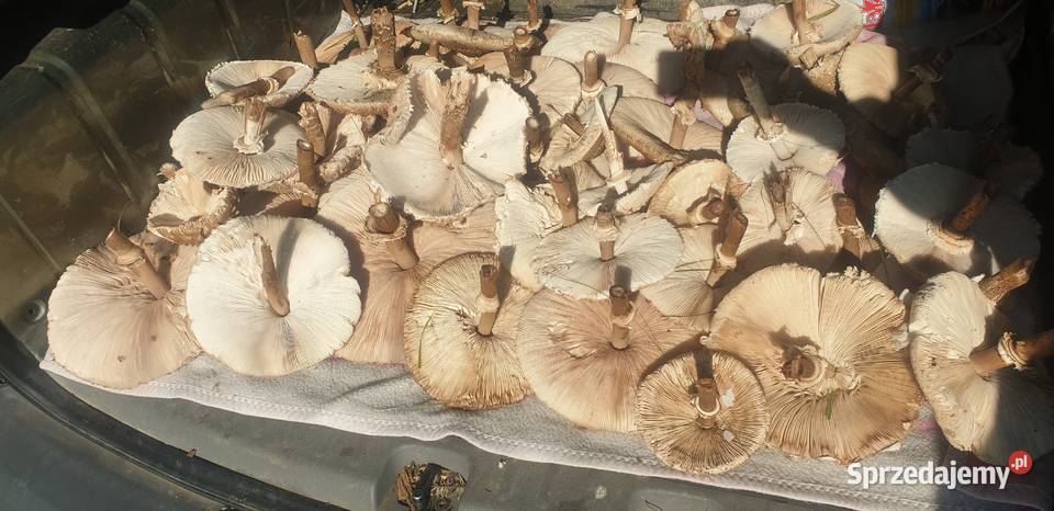 Grzyby Kanie świeże 210