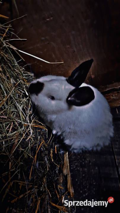 Sprzedam rasowe króliki