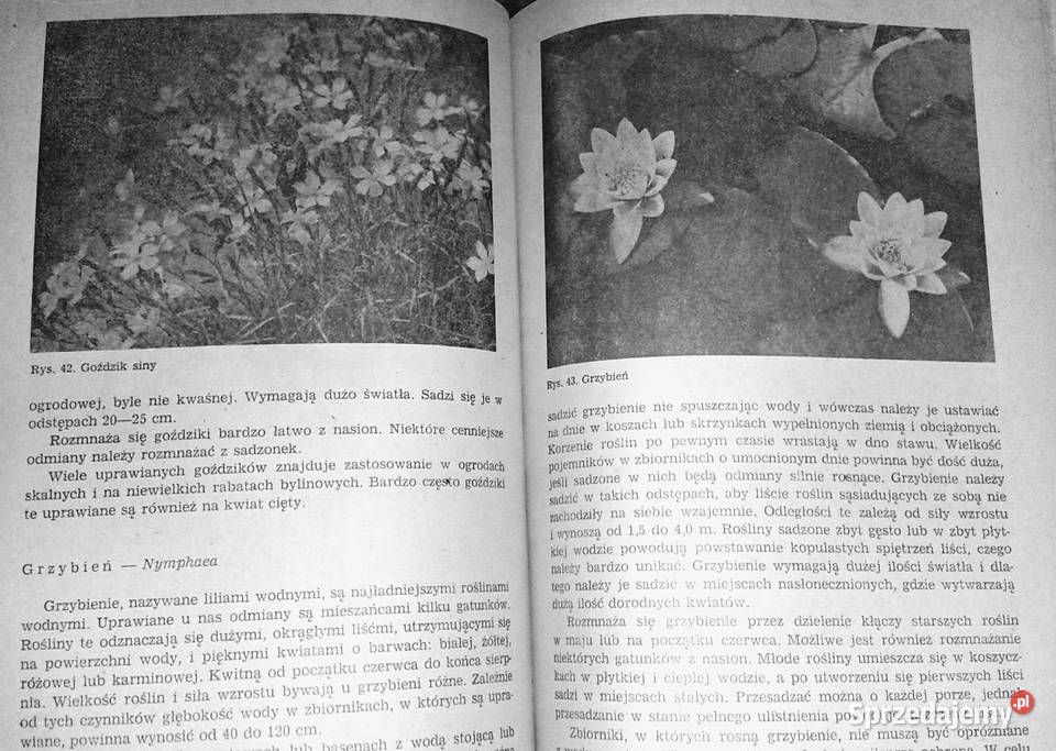 Kwiaciarstwo ZSO A Bartosiewicz H Chmiel Chełm sprzedam