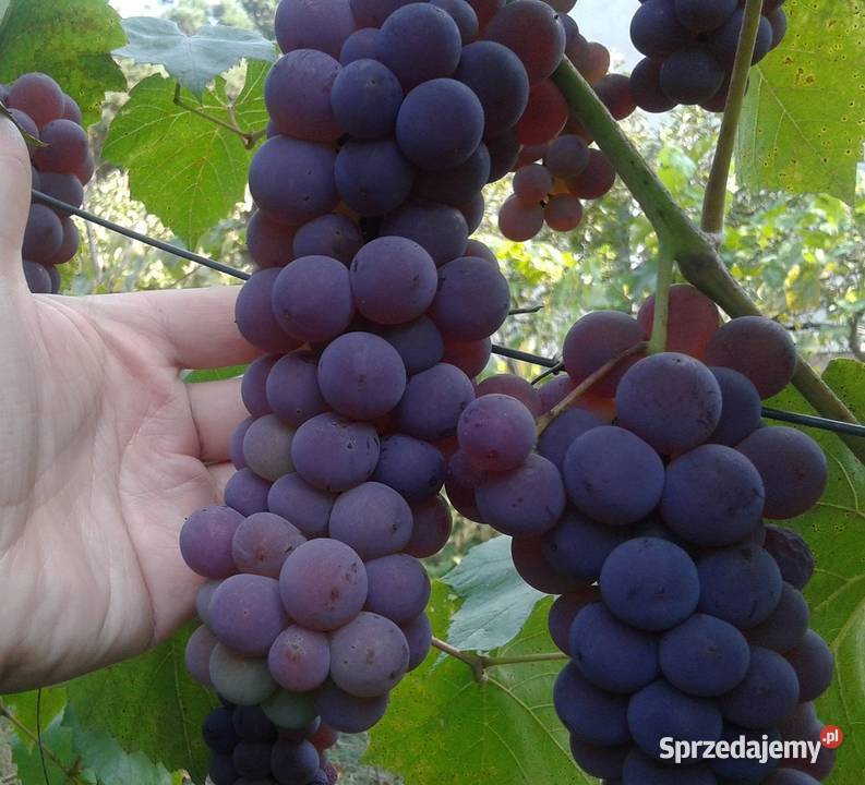 Sadzonki winogron winorośl Swenson Red Canadice Warszawa