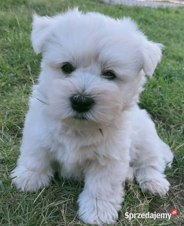West Highland white terrier