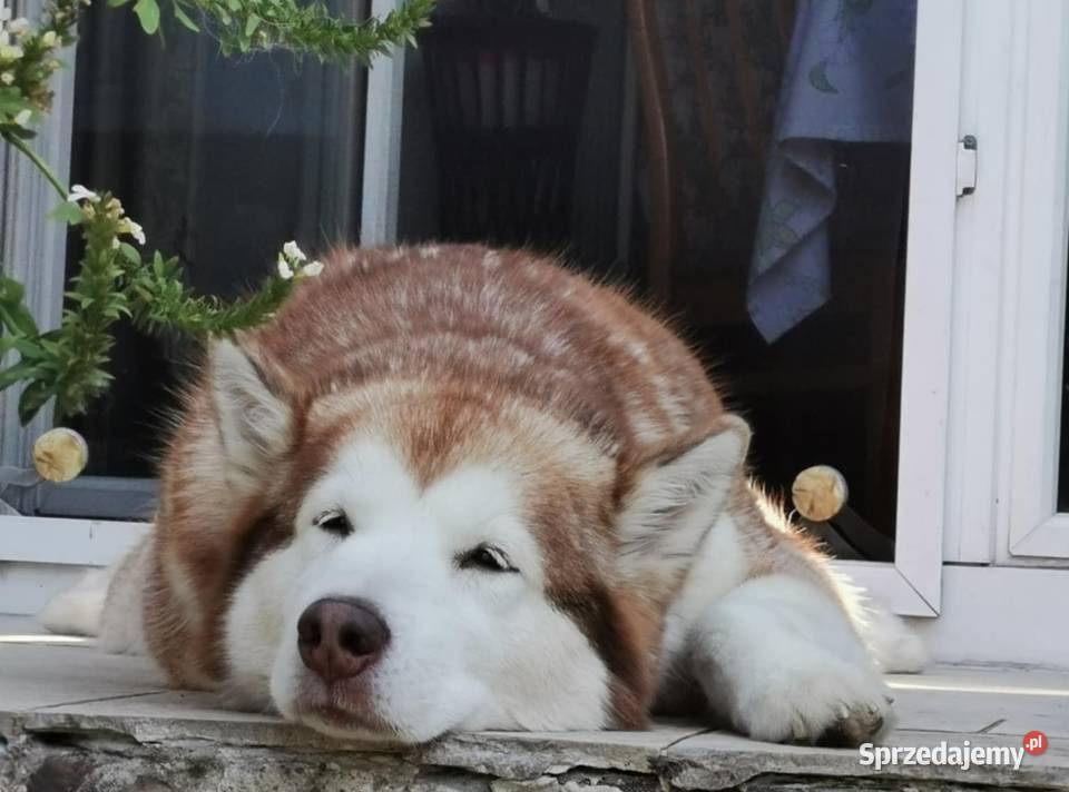 Alaskan Malamute pies odbiór listopad Arctic Wesoła