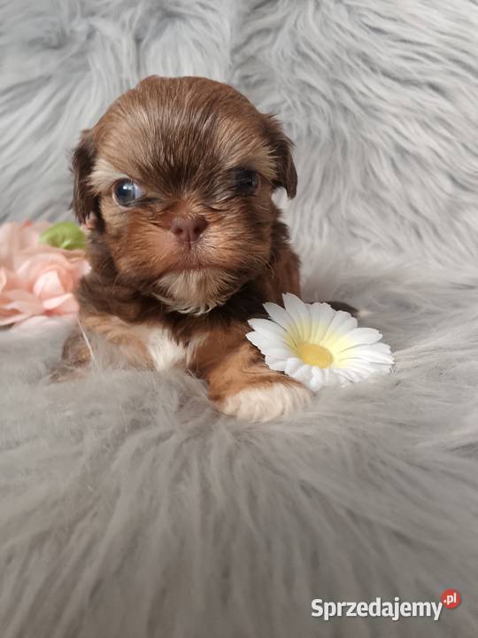 Piękna suczka rasy ShihTzu czekoladowa Shih Tzu Namysłów