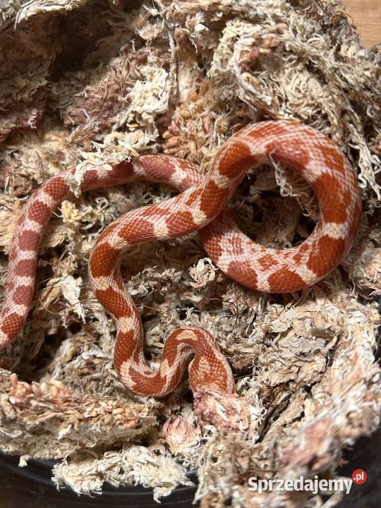 Wąż zbożowy Masque Amel Jaworzno