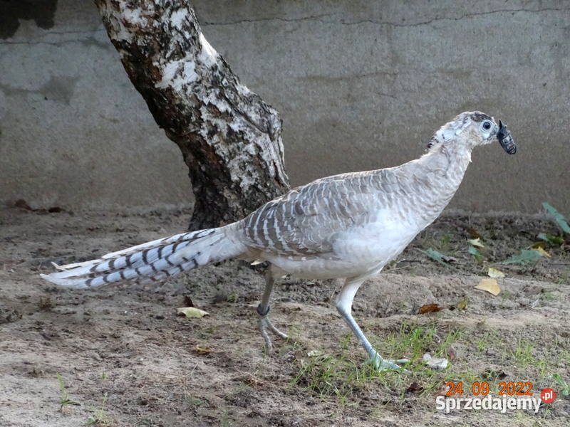 Sprzedam Bażanty Diamentowe mutacji srebrnej Ptaki Gostyń