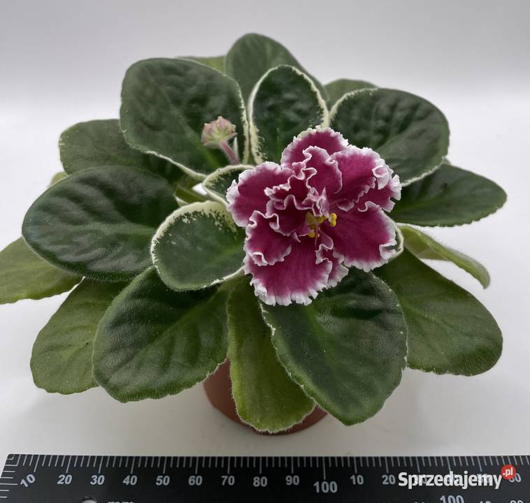 Fiołek afrykański kwitnąca sadzonka