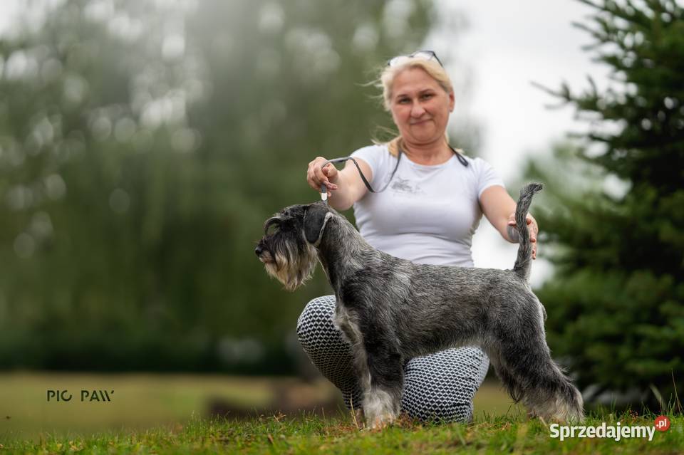 Sznaucer średni pieprz i sól ZKwP Gutków sprzedam
