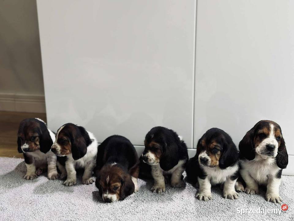 Basset hound szczeniak wielkopolskie Grabów nad Prosną