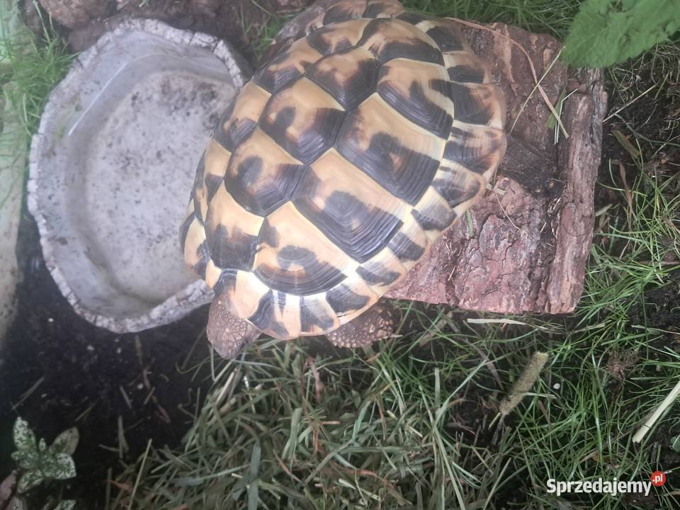 Żółw grecki 3 lata samiec Gady i płazy