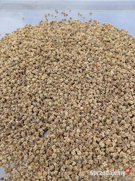 Nasiona buraka ćwikłowego okrągłego Gorzków-Wieś