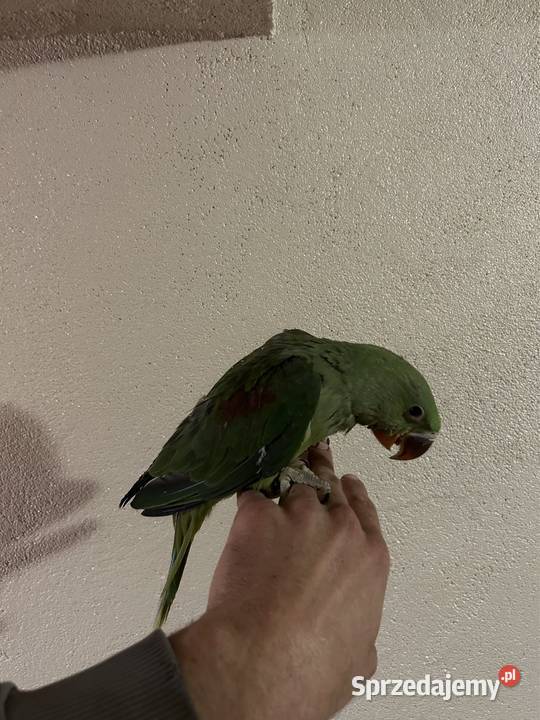 Aleksandretta Większa Aleksandretty Wielkie śląskie Sławków