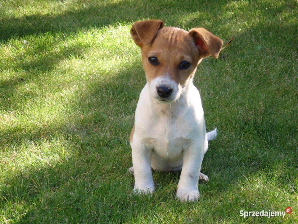 Jack Russell Terrier NIZIUTKA suczka SMARTIE Bełchatów sprzedam