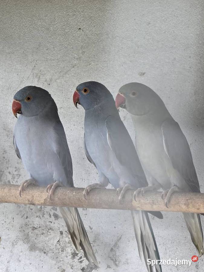 Papugi sprzedam Proszowice