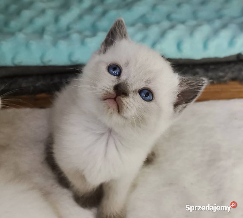 Kocięta brytyjskie point FPL Brytyjski śląskie Żory