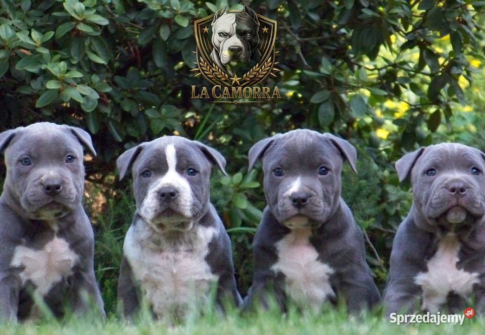 American Staffordshire Terrier Blue samiec Paczków