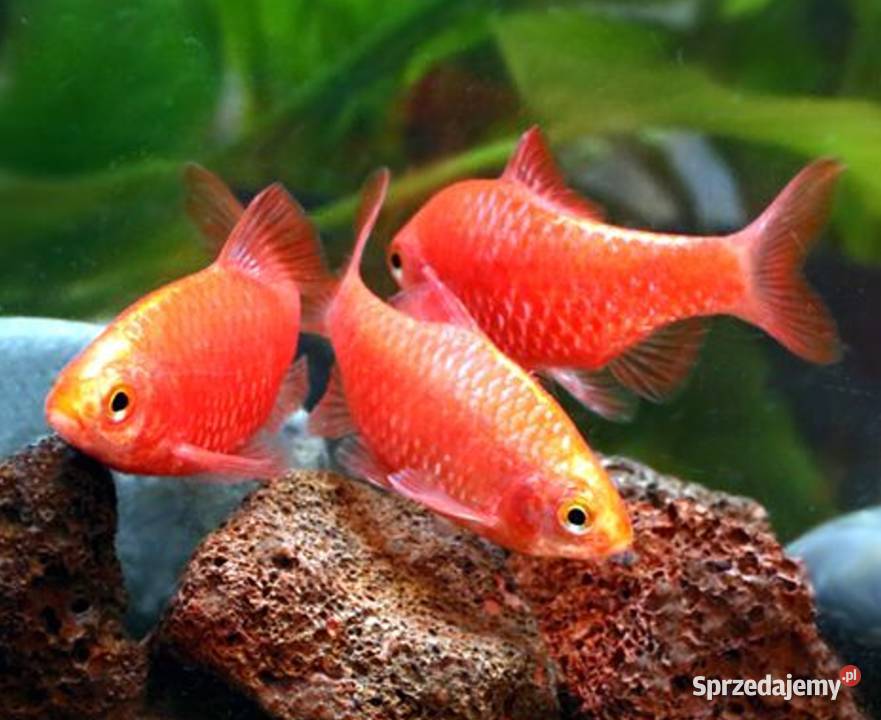 Brzanka różowa NEONOWA Pethia conchonius Barbus Gdańsk