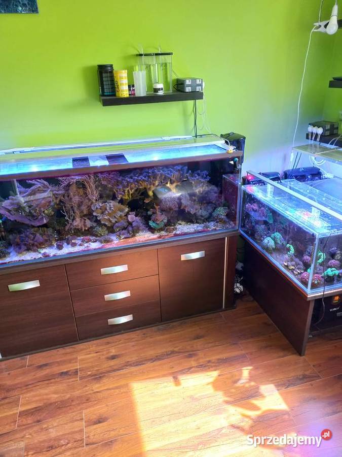 Akwarium morskie Sulęcin