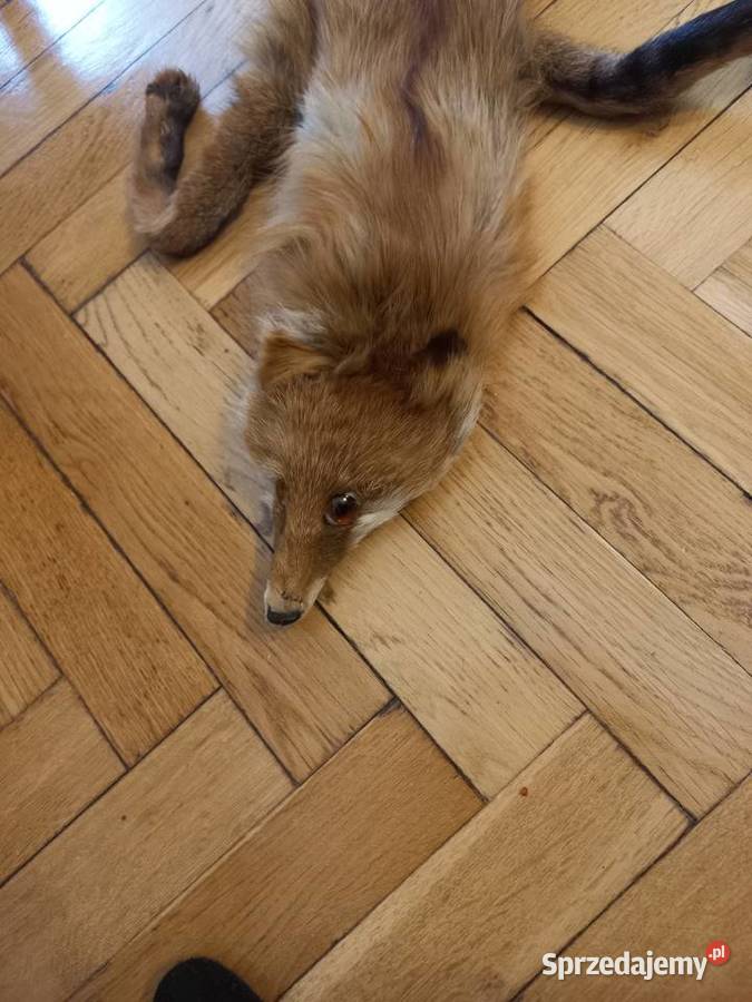 Kołnierz z lisa z mordka i łapkami rudy Łódź