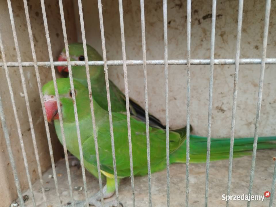 Papugi aleksandretty obrożne rozelle nimfy Ptaki Mircze