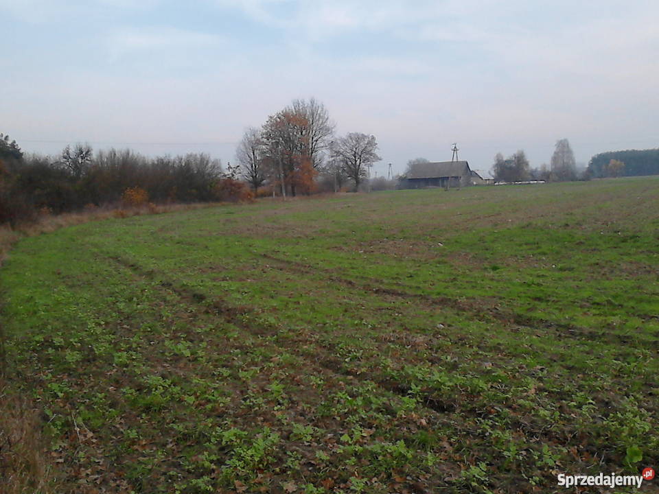 Ziemia rolna i las sosnowy 16 ha spokojna