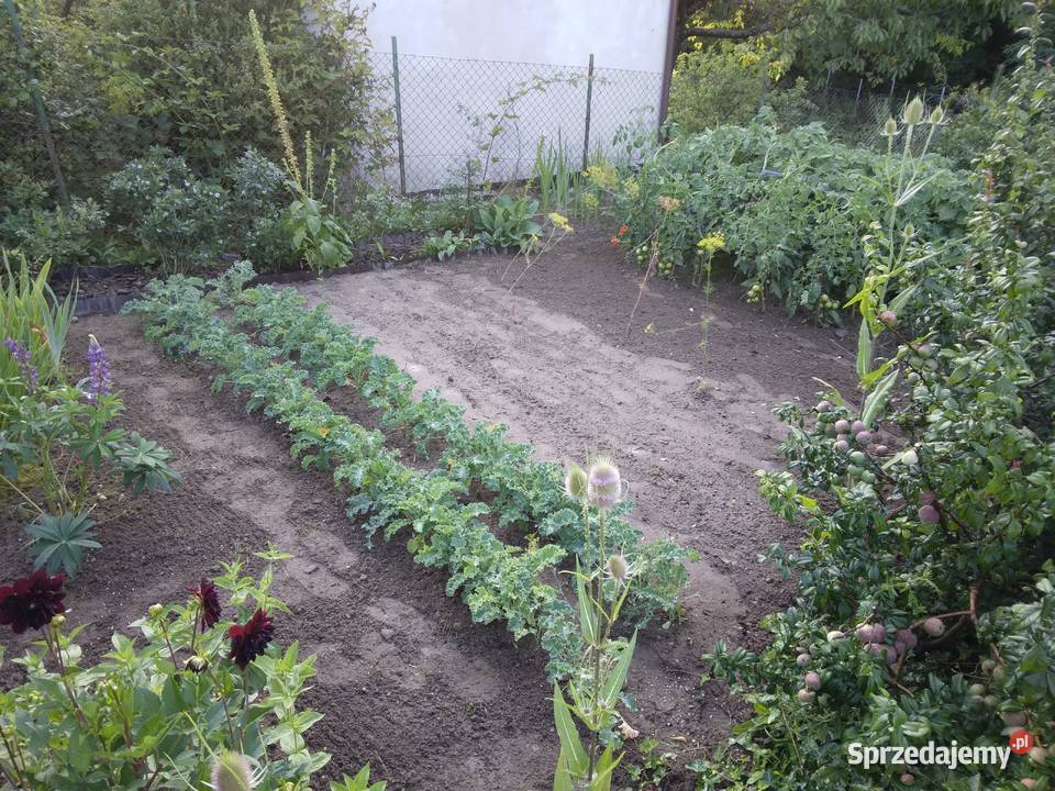 Działka ROD Gdynia Mały Kack Ogród działkowy pomorskie sprzedam