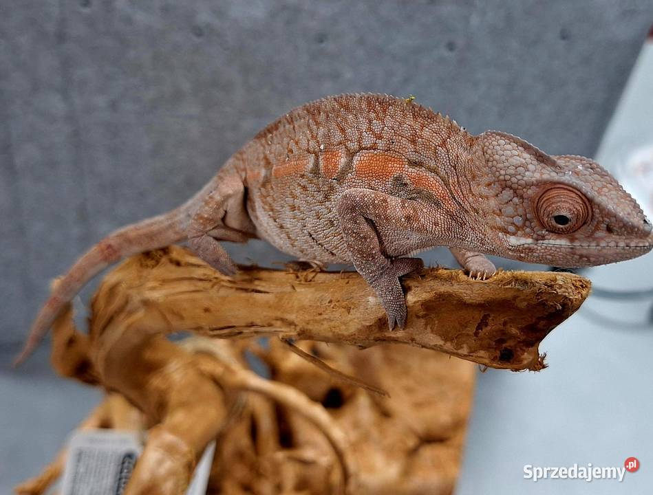 Kameleon lamparci samiec