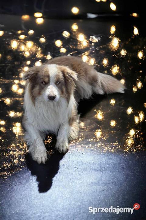 Border Collie FCI suczka do dogoterapii dotowa Dębica sprzedam