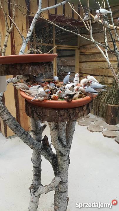 Sprzedam Ryżowce Warszawa sprzedam