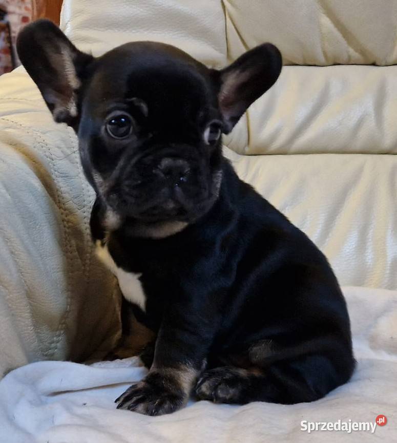 Buldog francuski śliczna suczka Black tan lubuskie Mycielin sprzedam