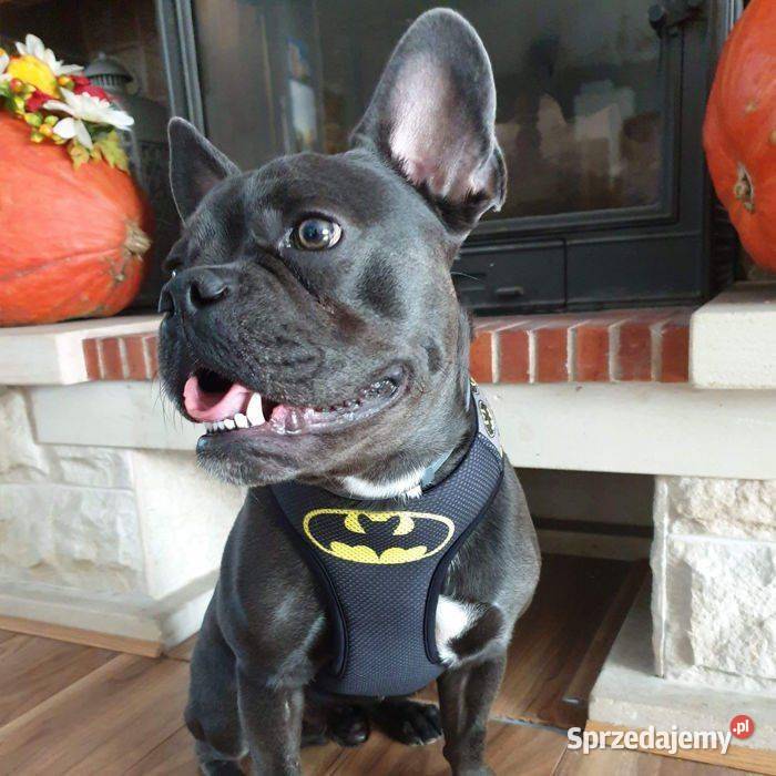 Szelki Psa Bezuciskowe Wygodne Ultramiękkie łódzkie Łódź