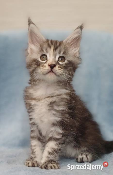 Maine Coon kotka rodowód FPL Olkusz