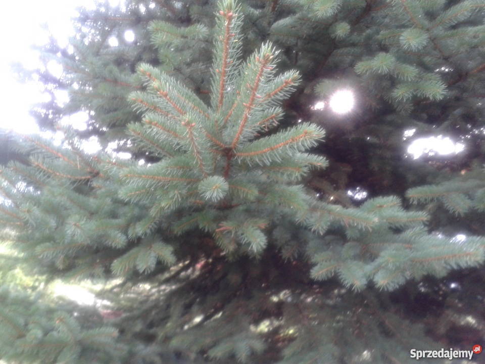 Choinka żywa PRZEPIĘKNA Tarnowo Podgórne