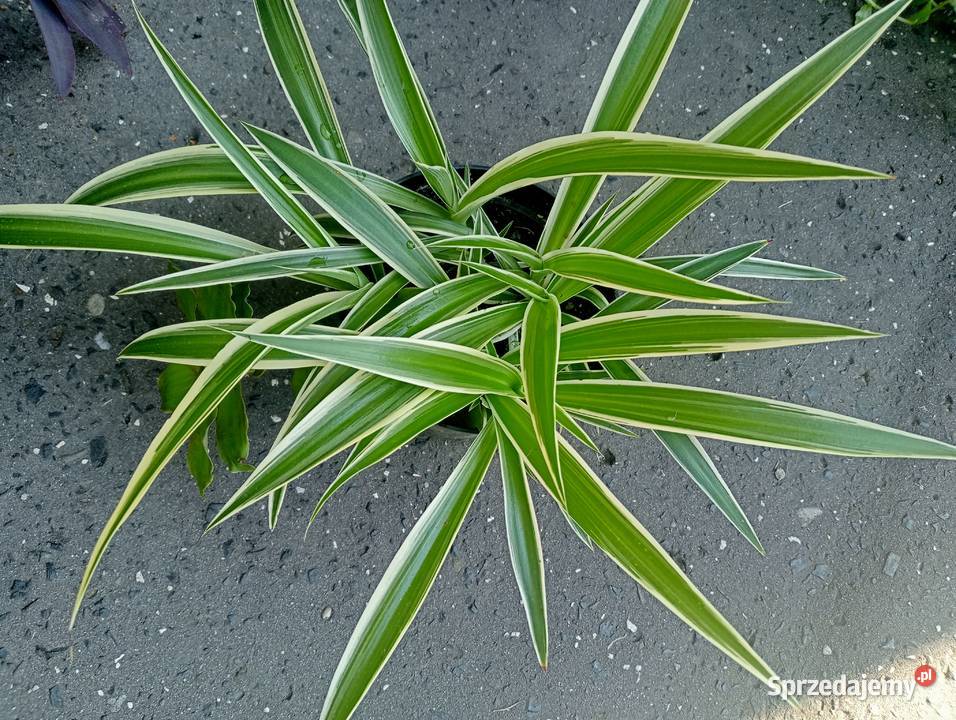 Duża zielistka Kraków