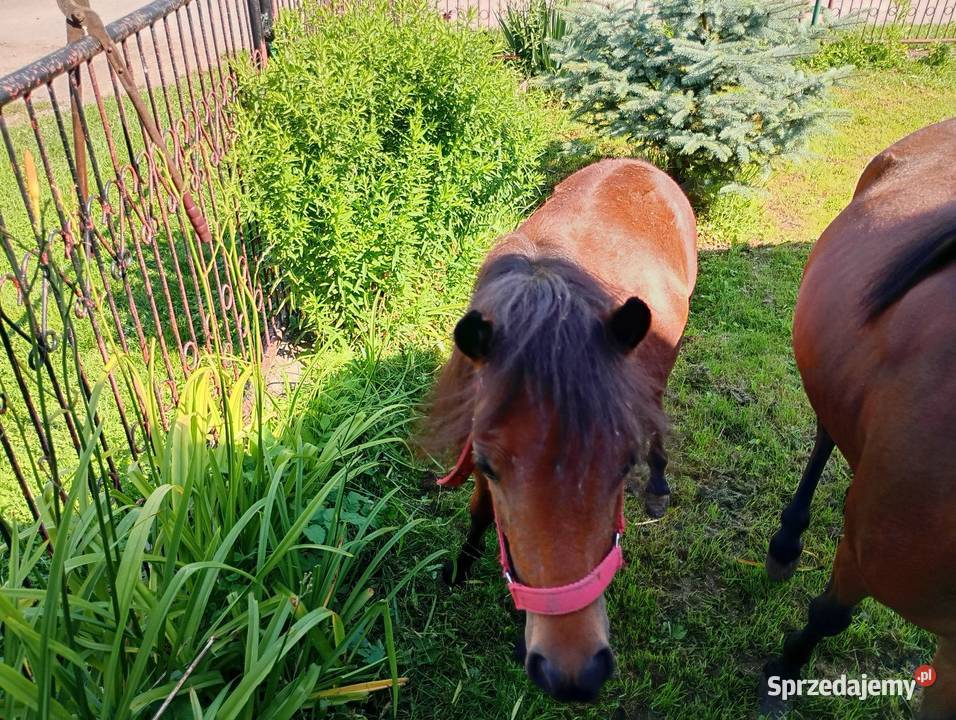 Kucyk lubelskie Nedeżów